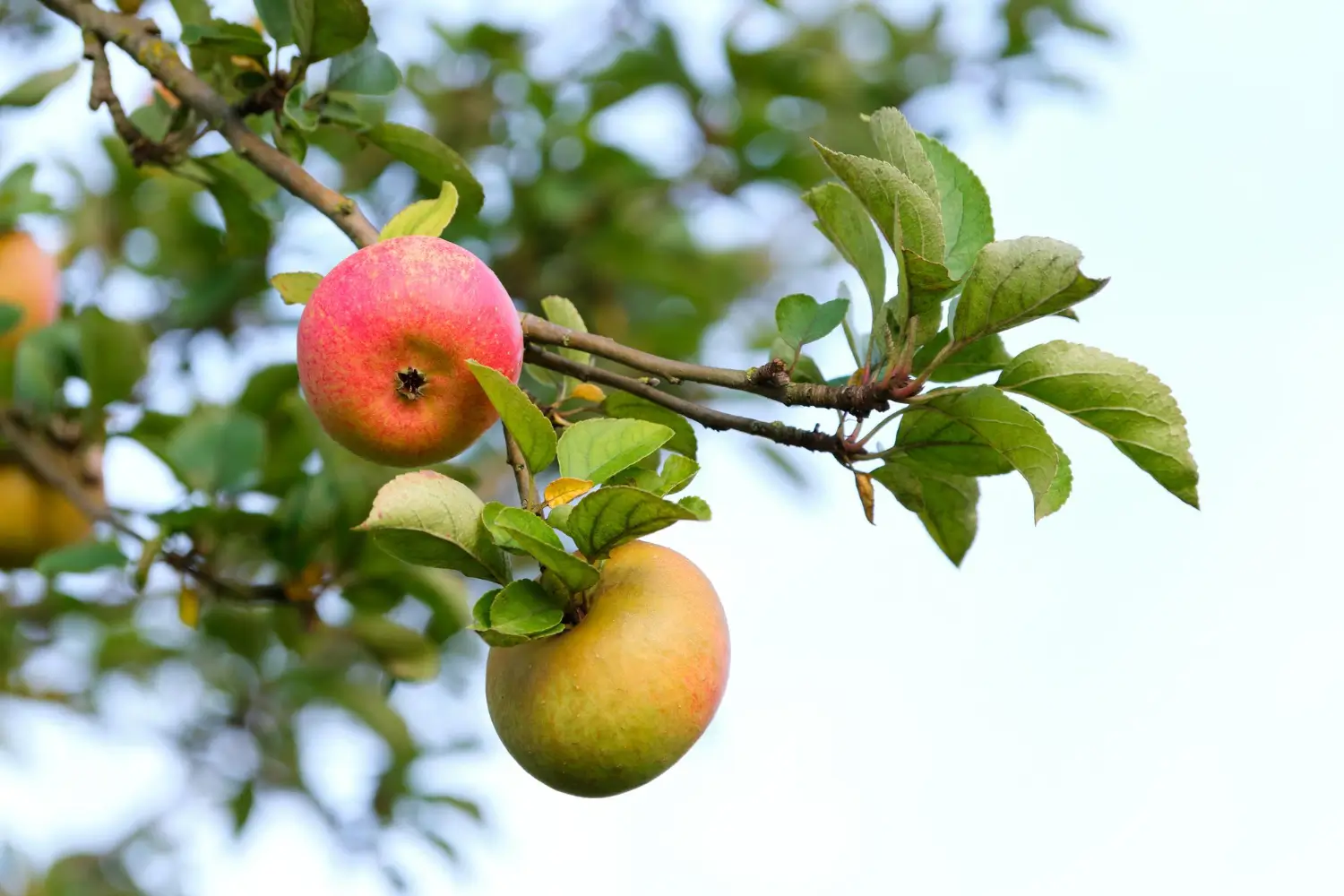 Early Harvest Apple Tree