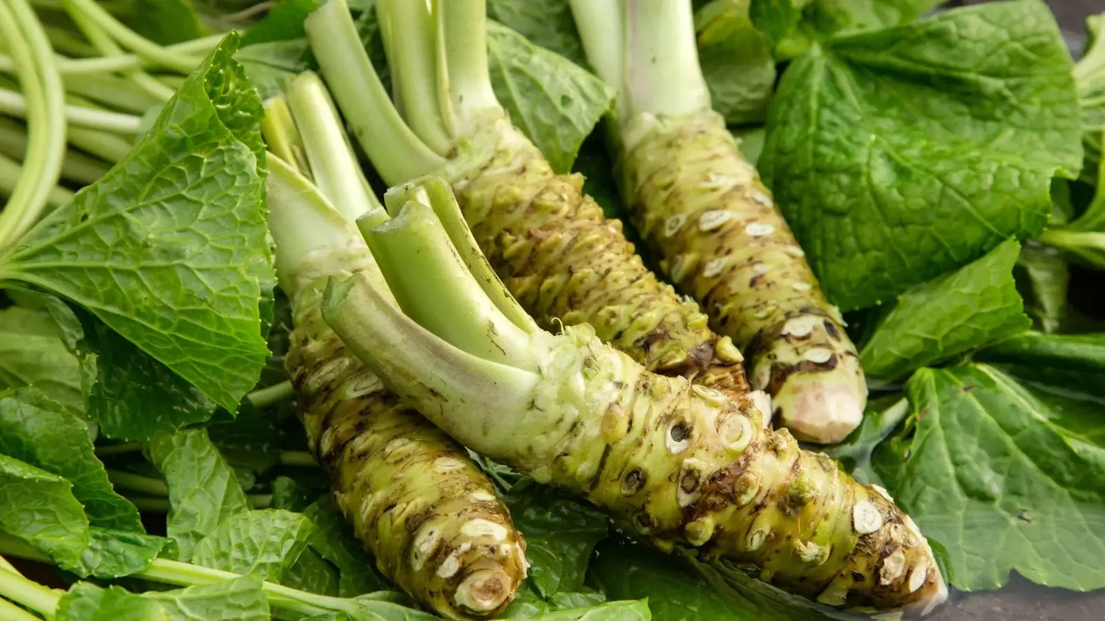 Wasabi