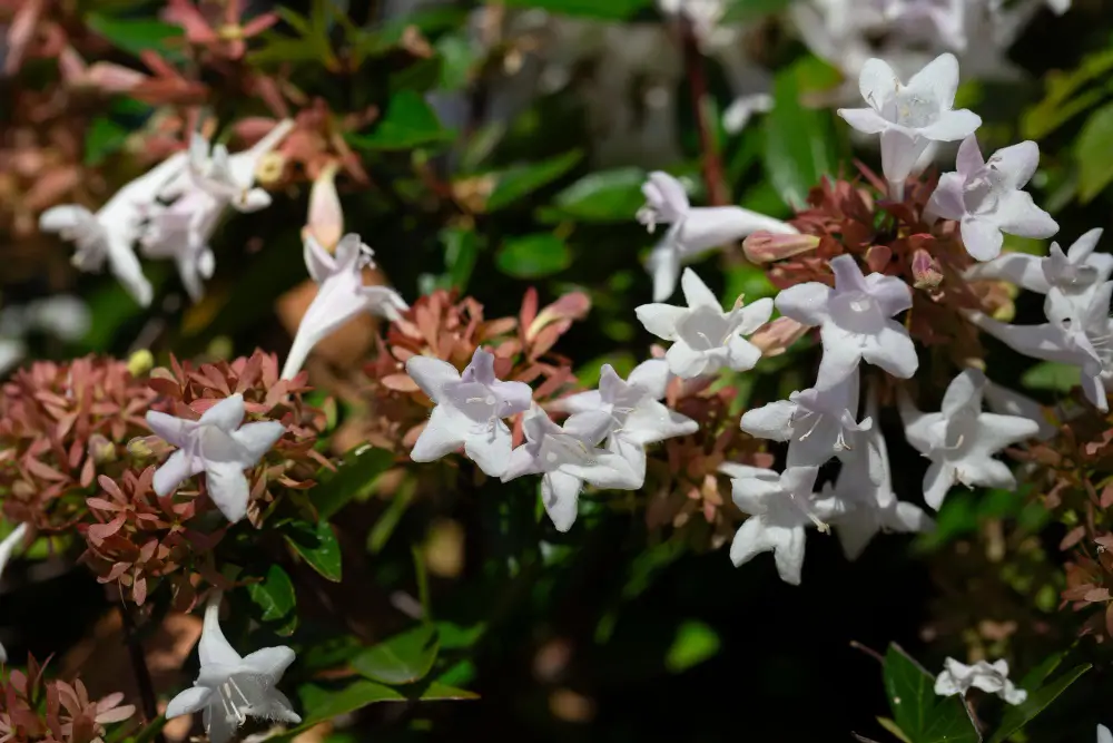 Abelia