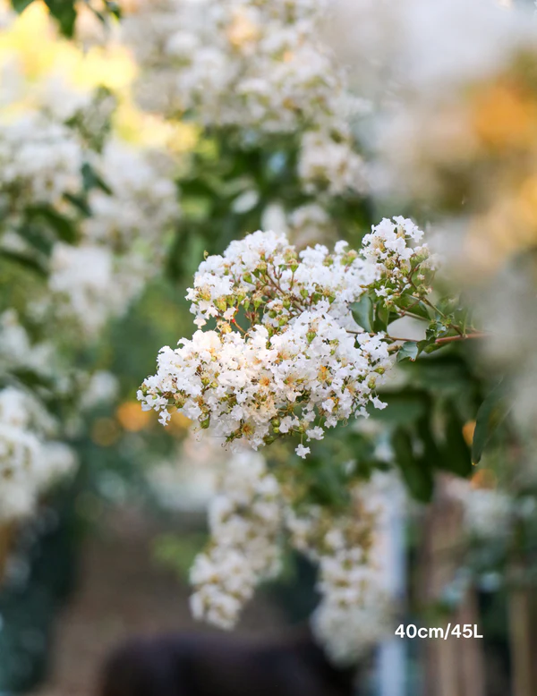 Acoma Crape Myrtle