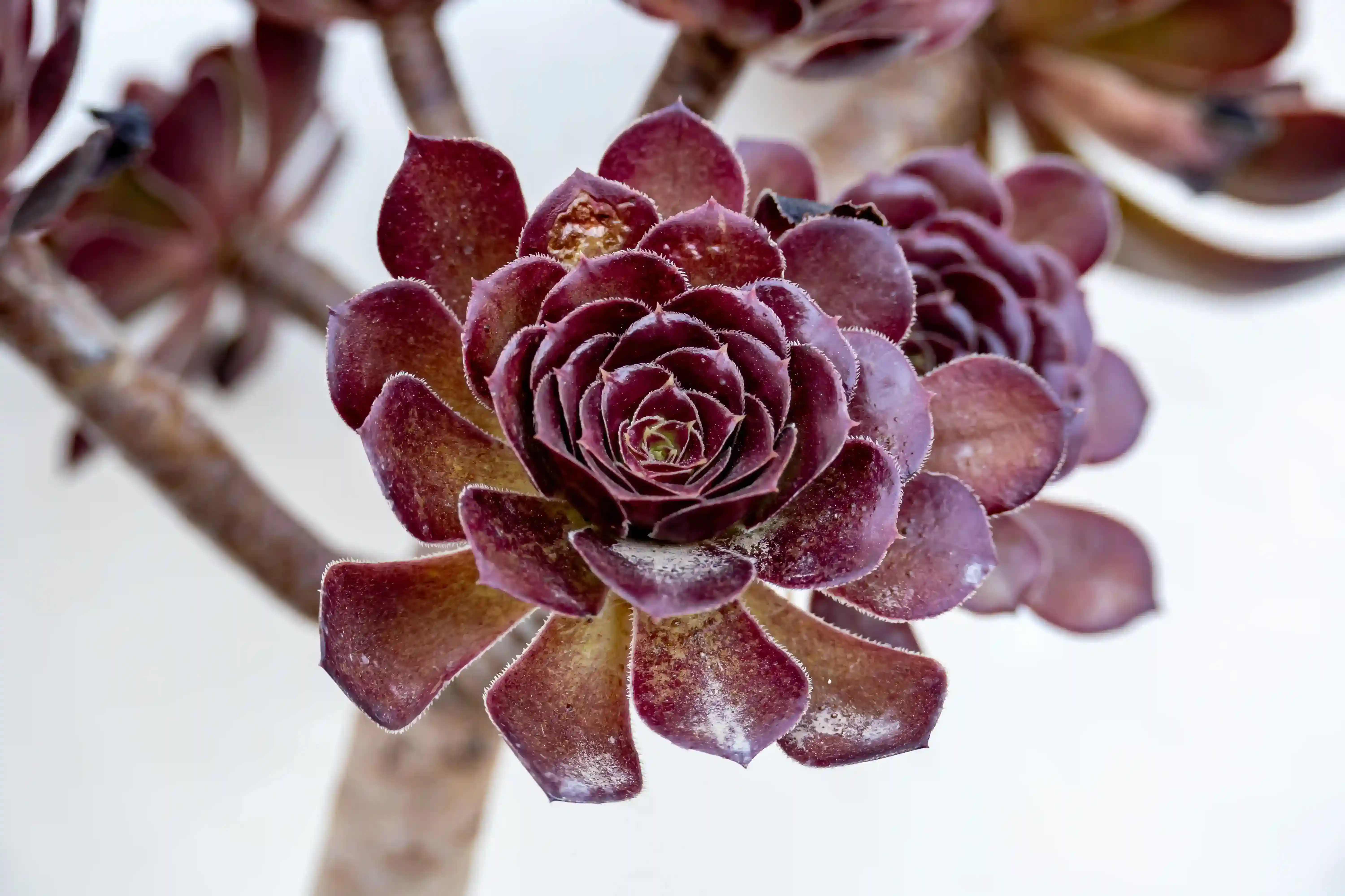 Aeonium