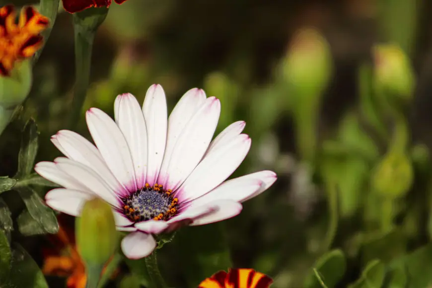 African Daisy