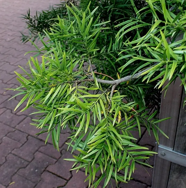 African Fern Pine