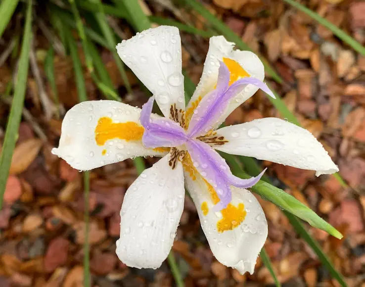 African Iris