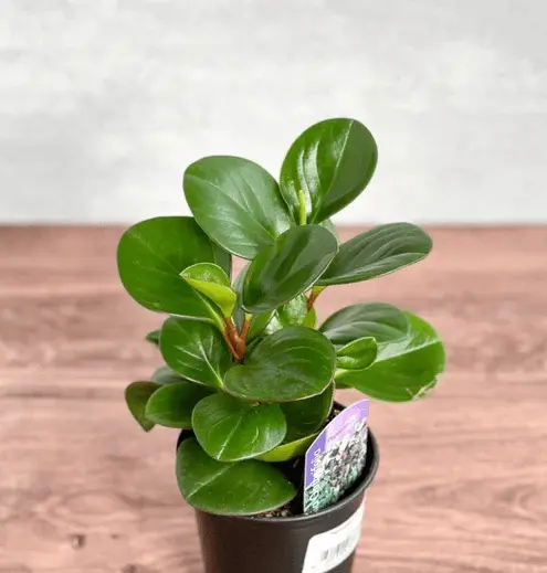 Baby Rubber Plant