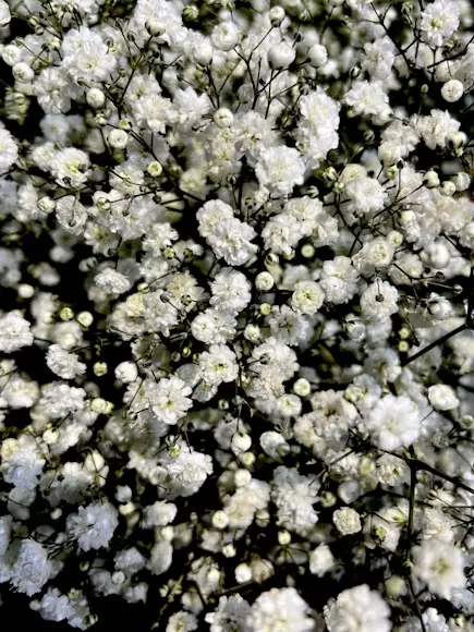 Baby’s Breath