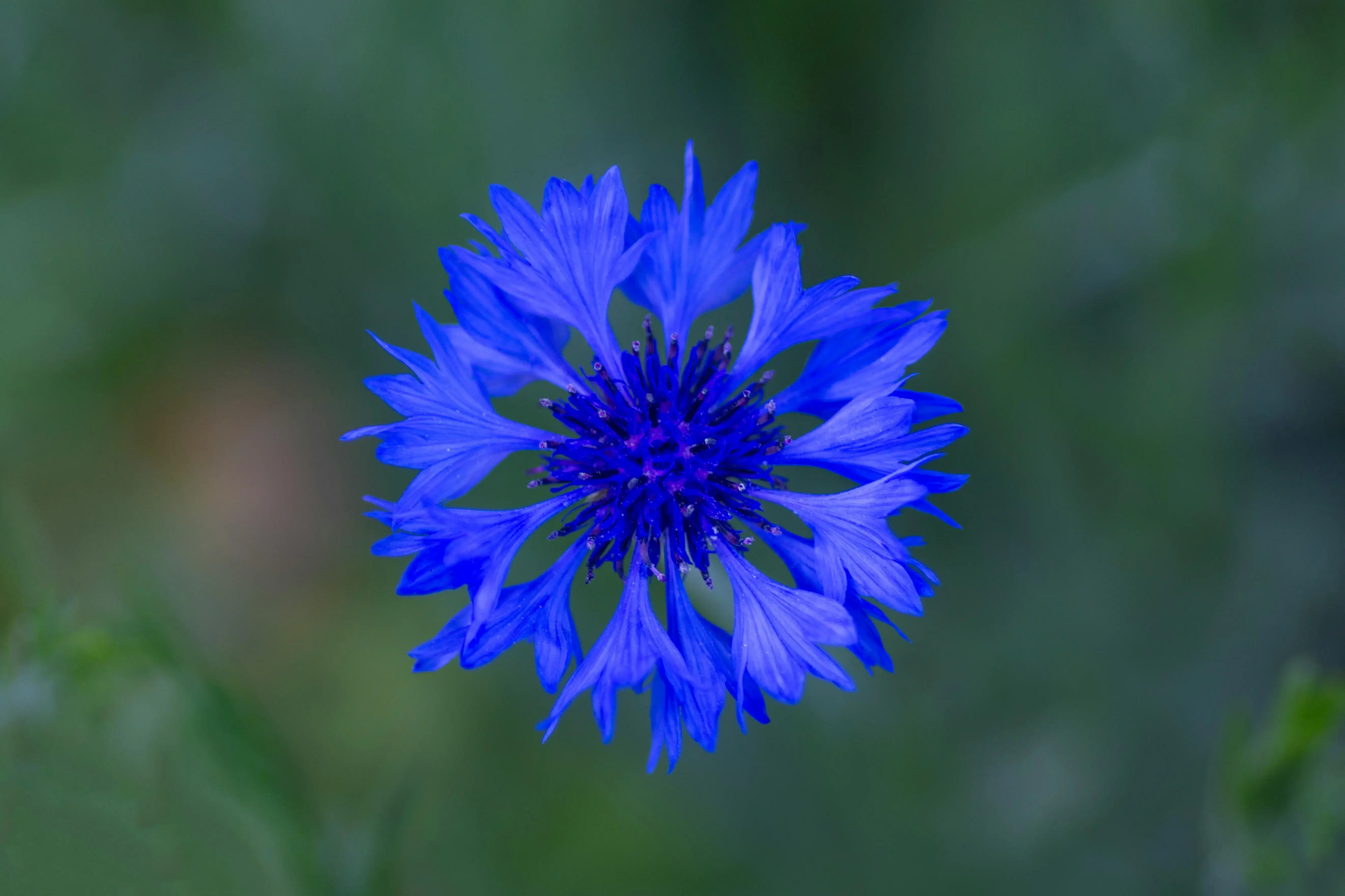 Bachelor's Button
