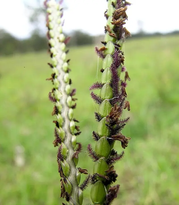 Bahia Grass