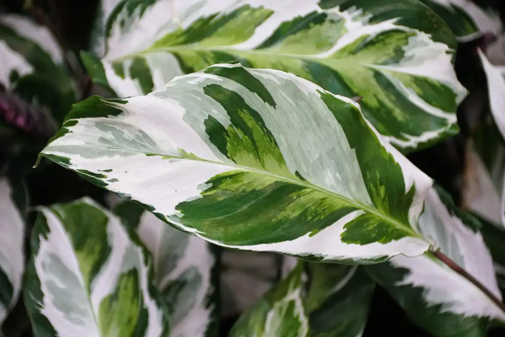 Calathea White Fusion