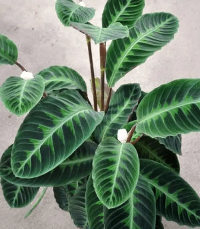 Calathea warscewiczii