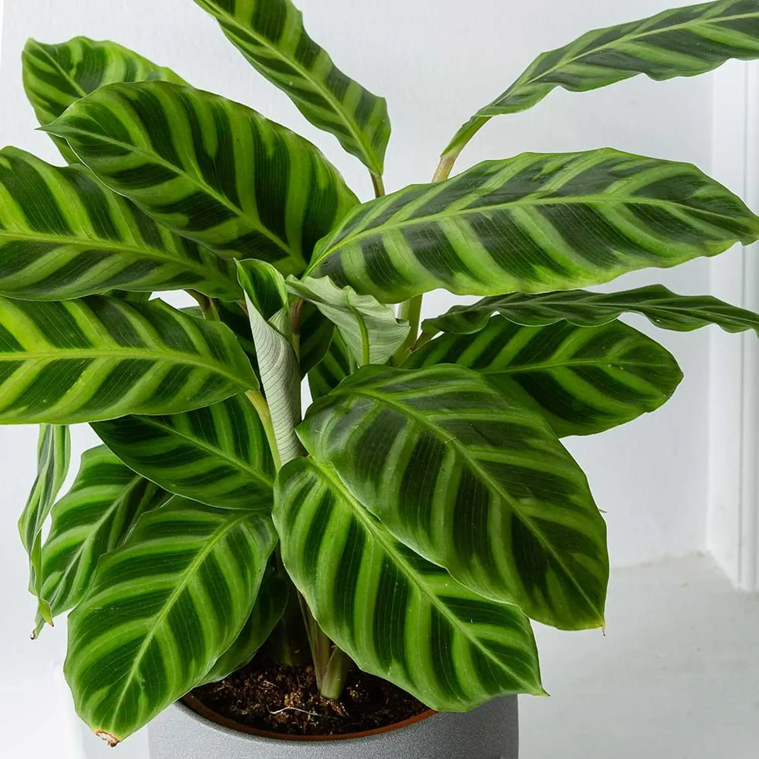 Calathea zebrina