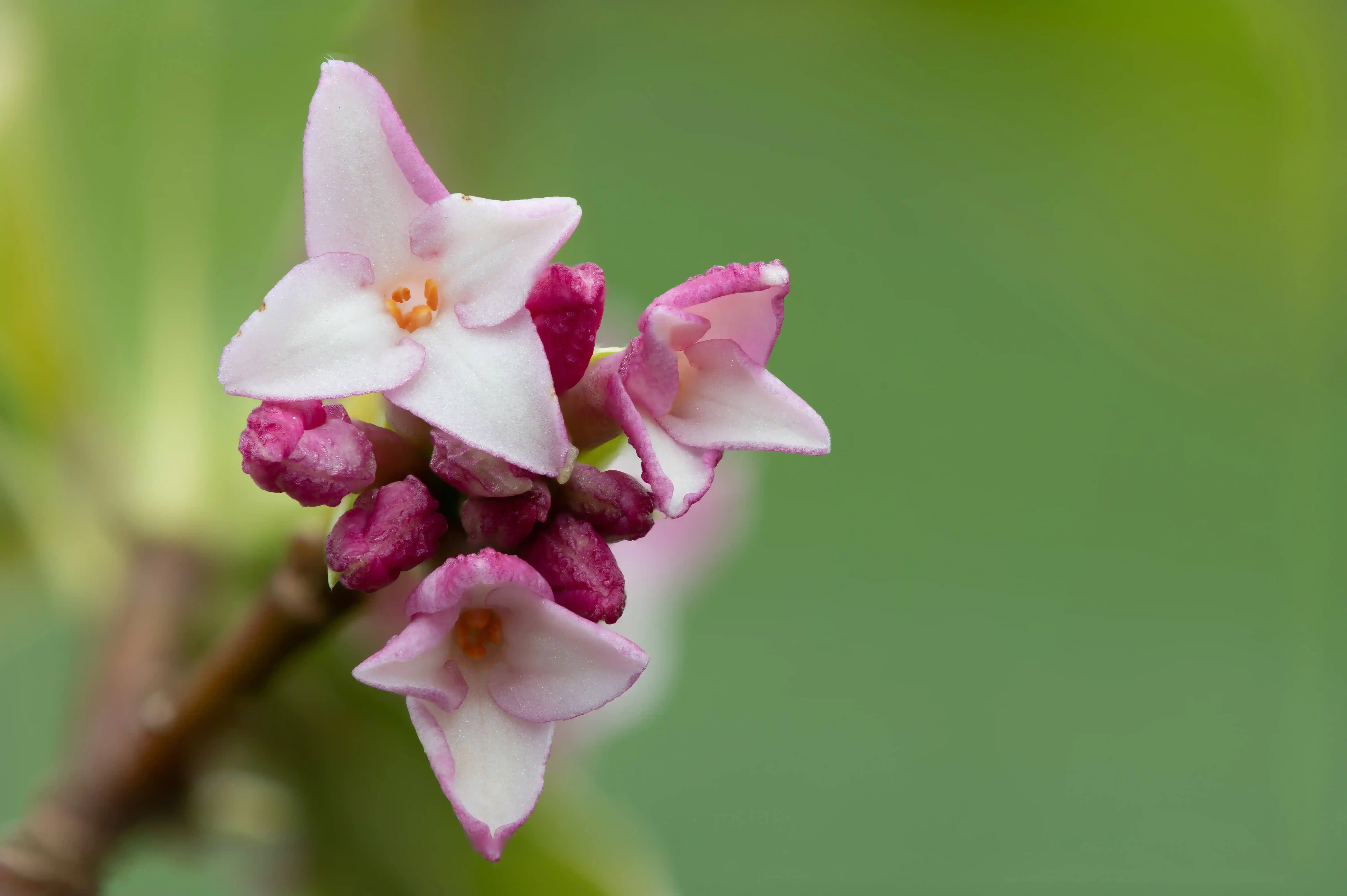 Daphne
