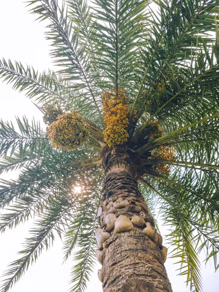 Date palm
