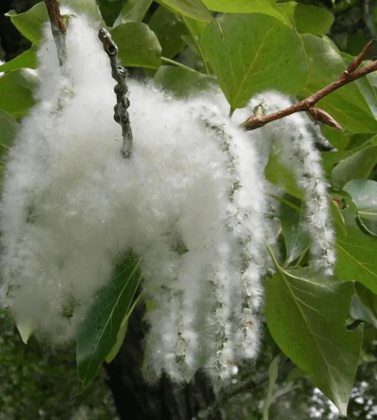 Eastern Cottonwood