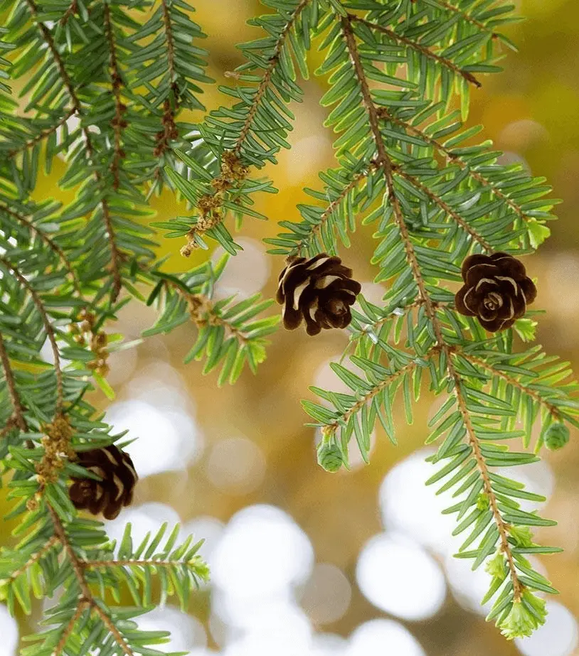 Eastern Hemlock