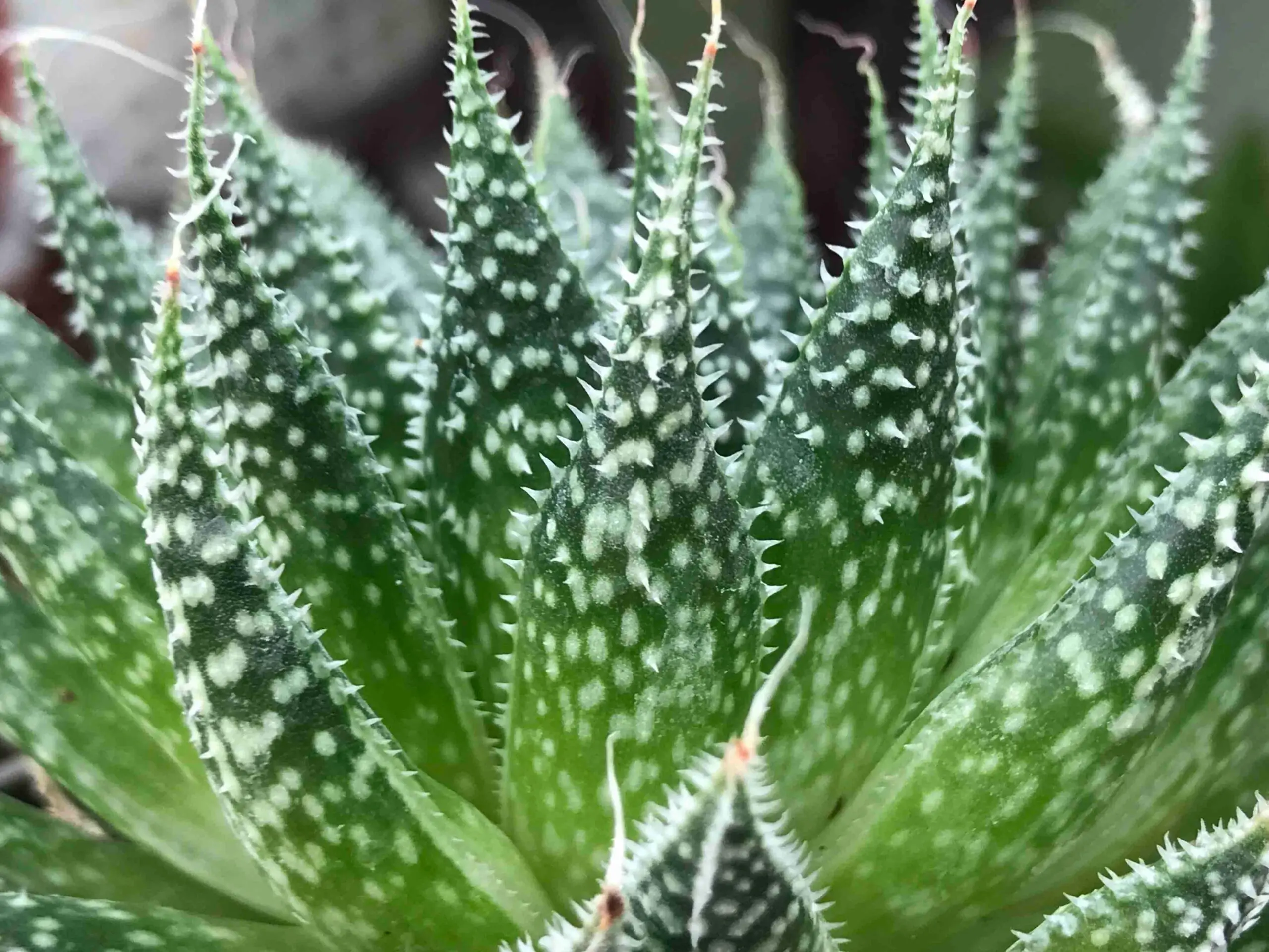Lace Aloe