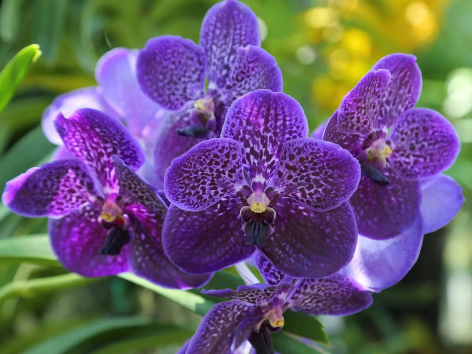 Vanda Orchid