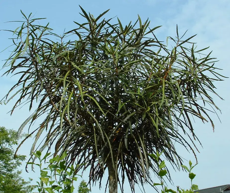 False Palm