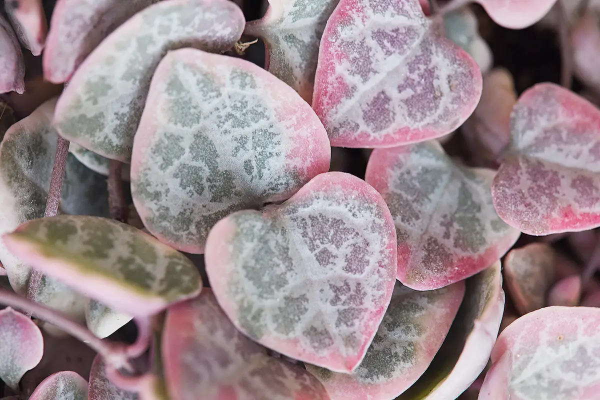 Variegated String of Hearts