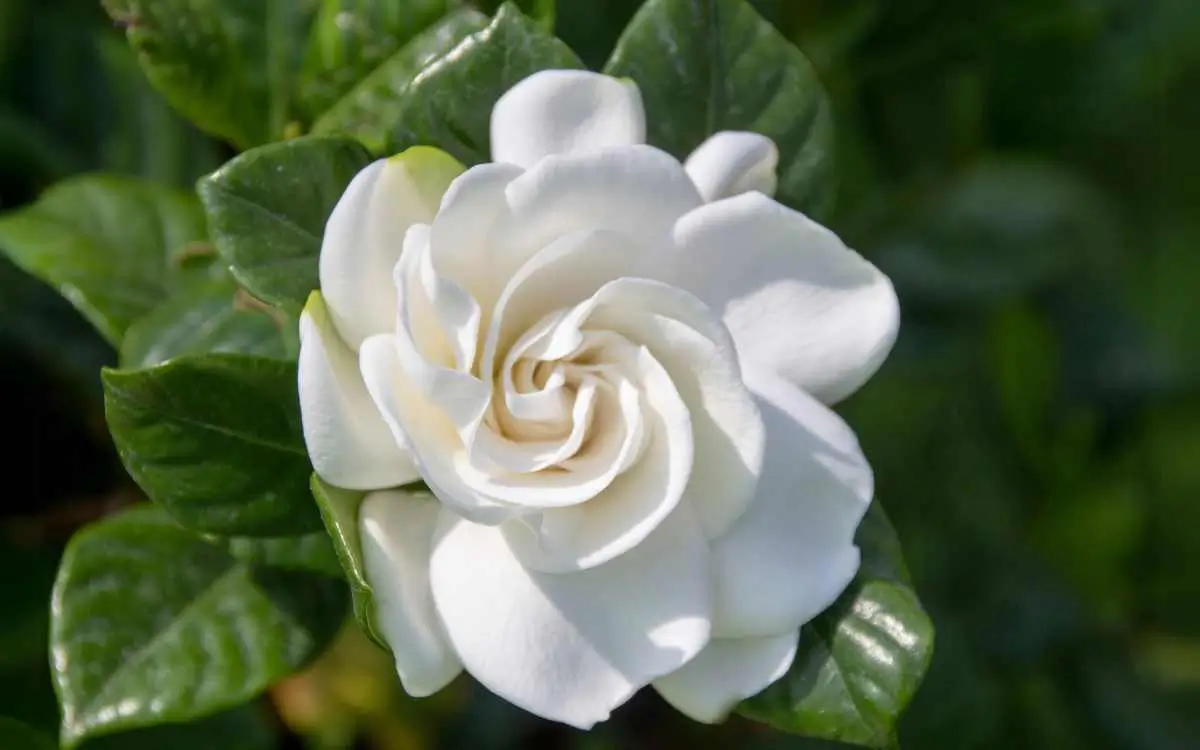 Gardenia