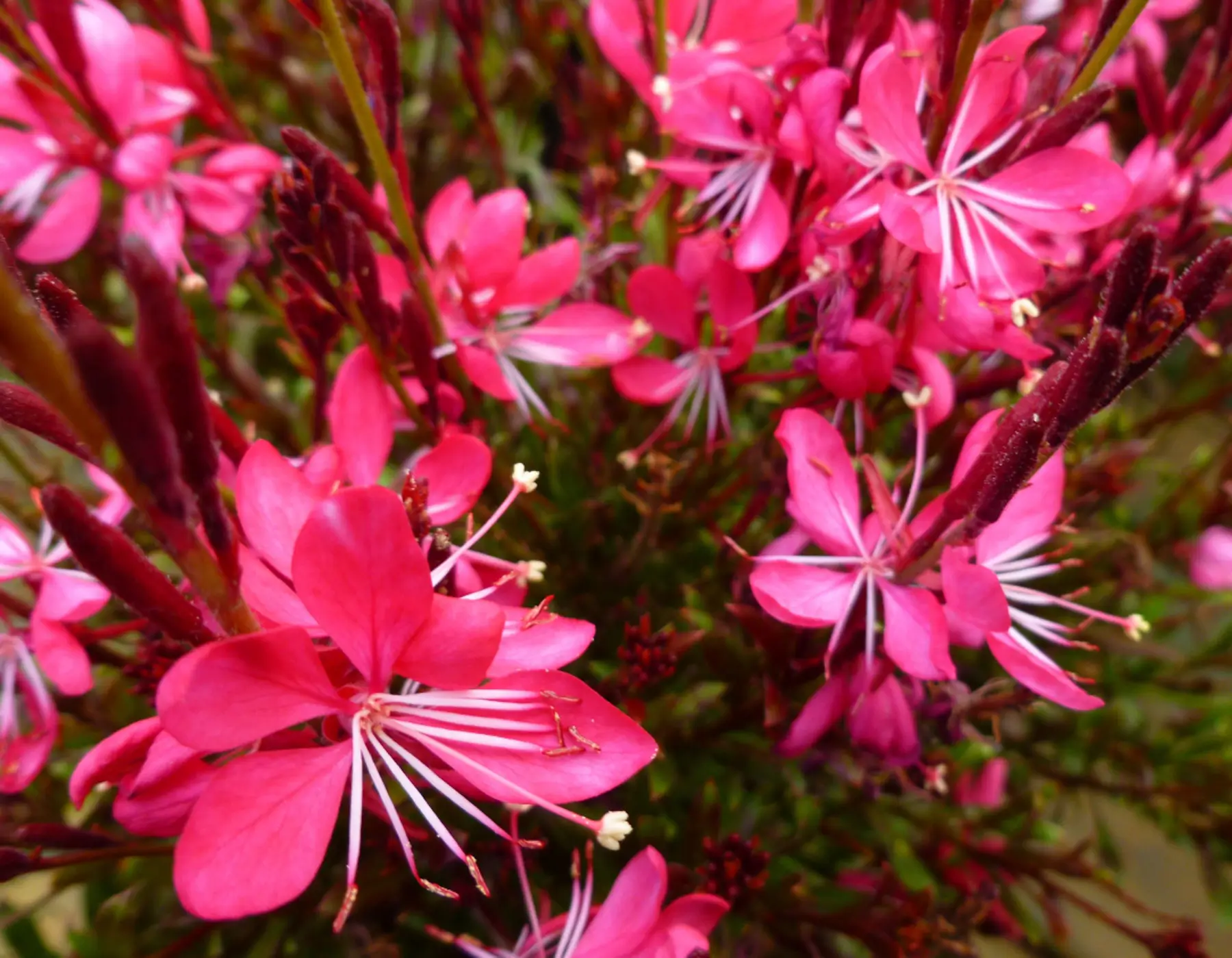 Wandflower