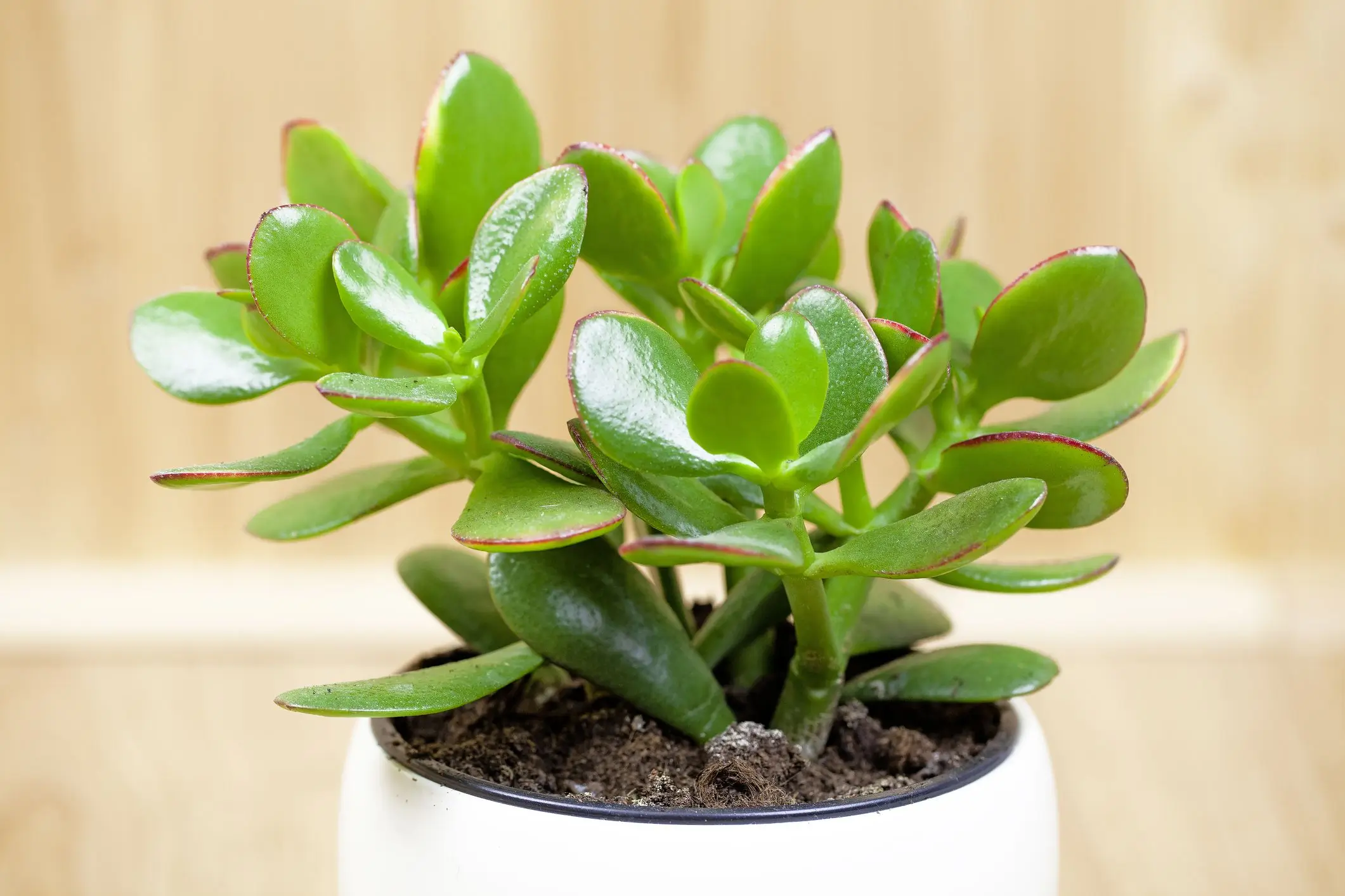 Jade Plant