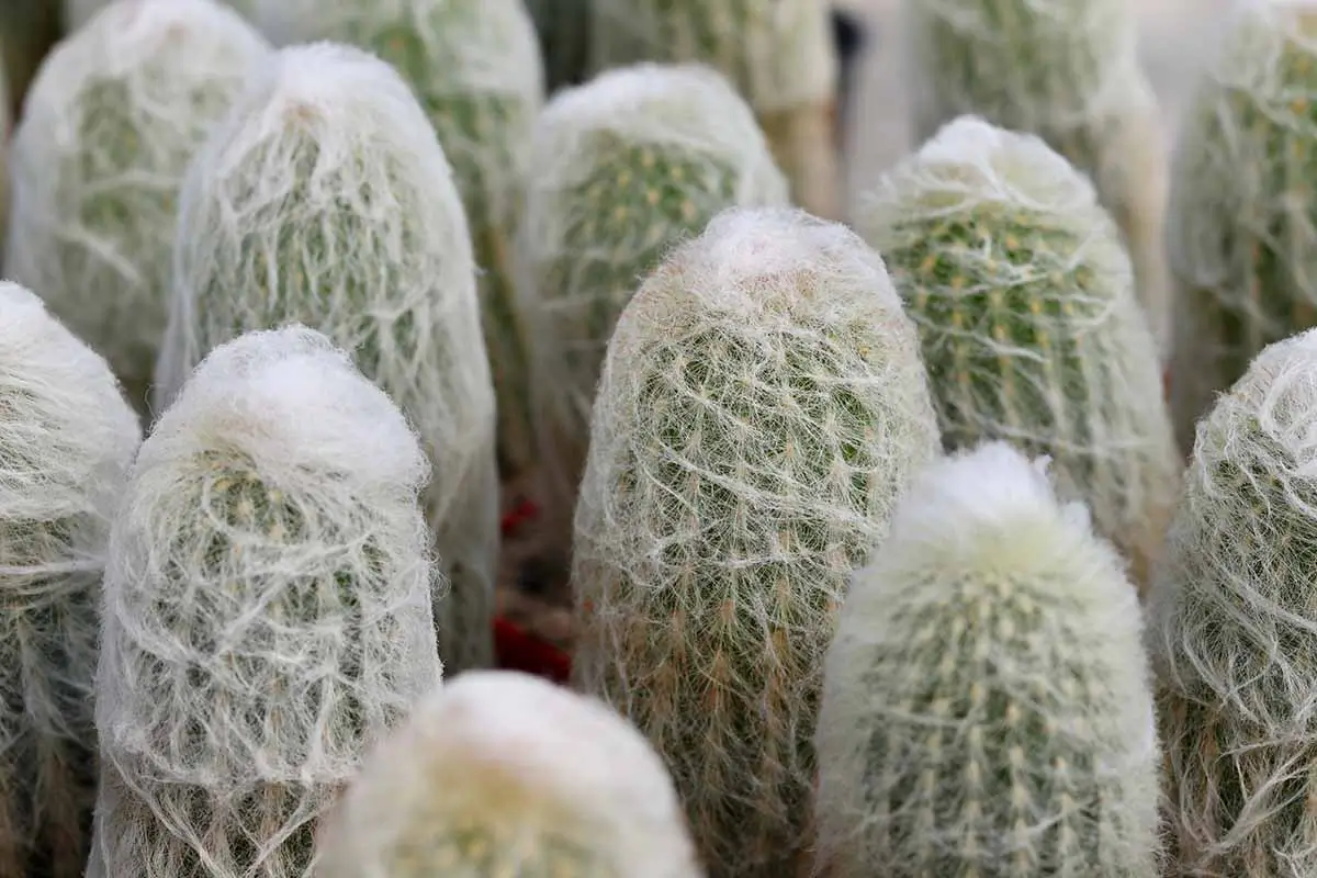 Old Man Cactus