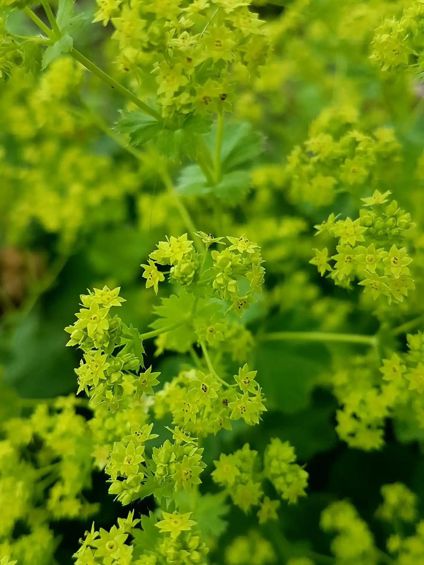 Lady’s Mantle