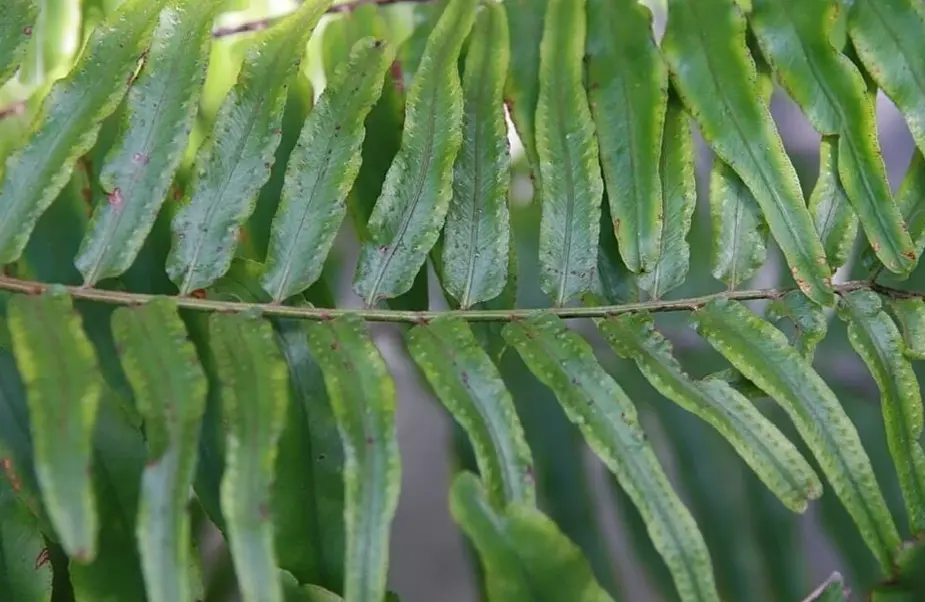 Macho Fern