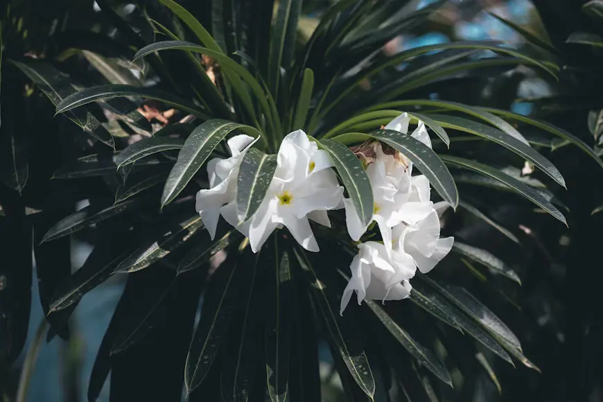 How to Grow and Care for Madagascar Palm