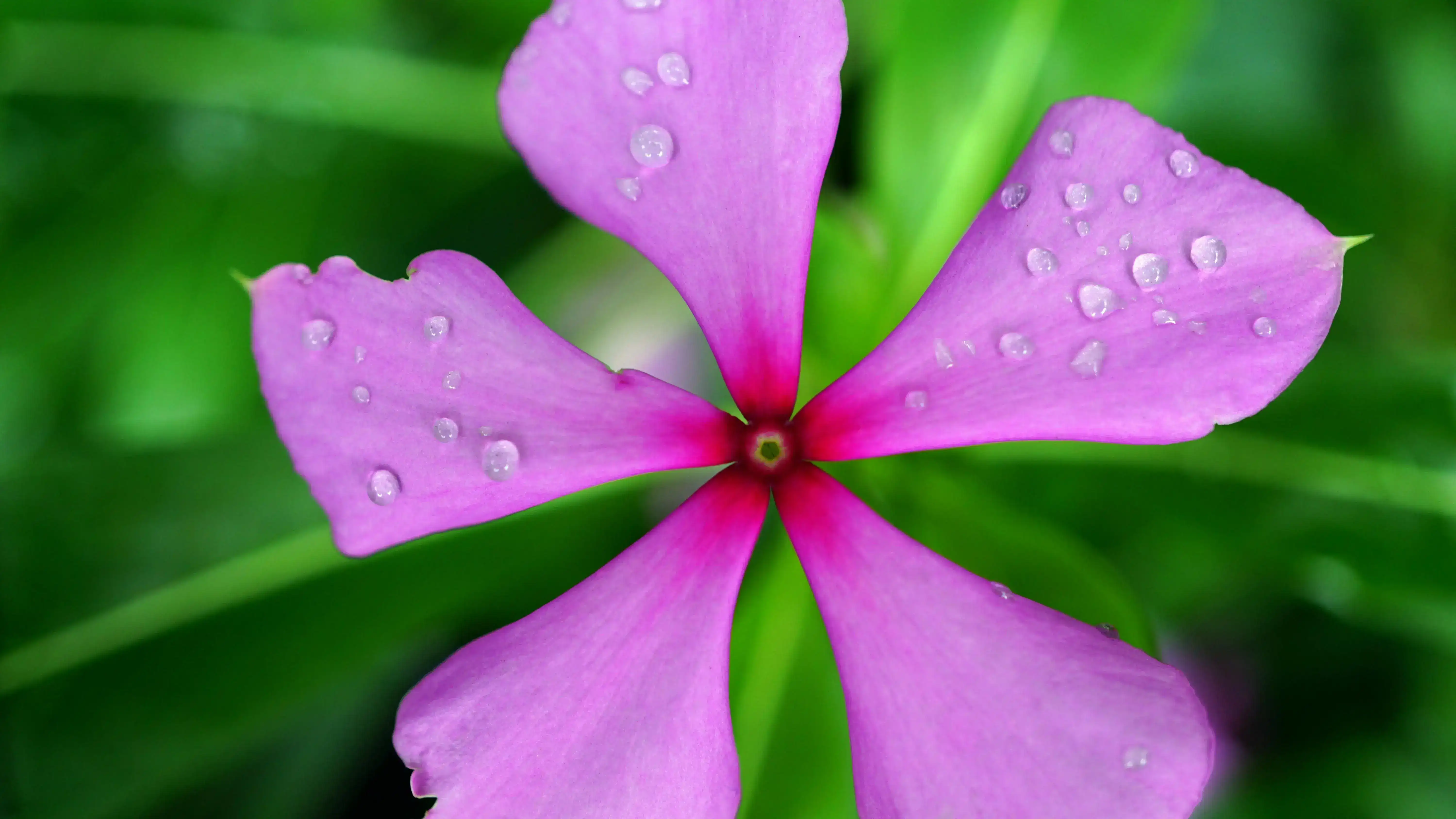 Madagascar Periwinkle