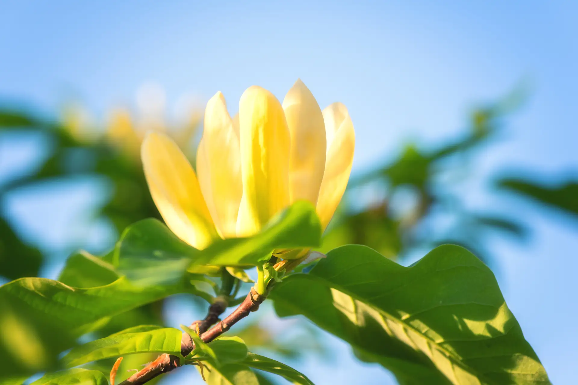 Yellow Bird Magnolia