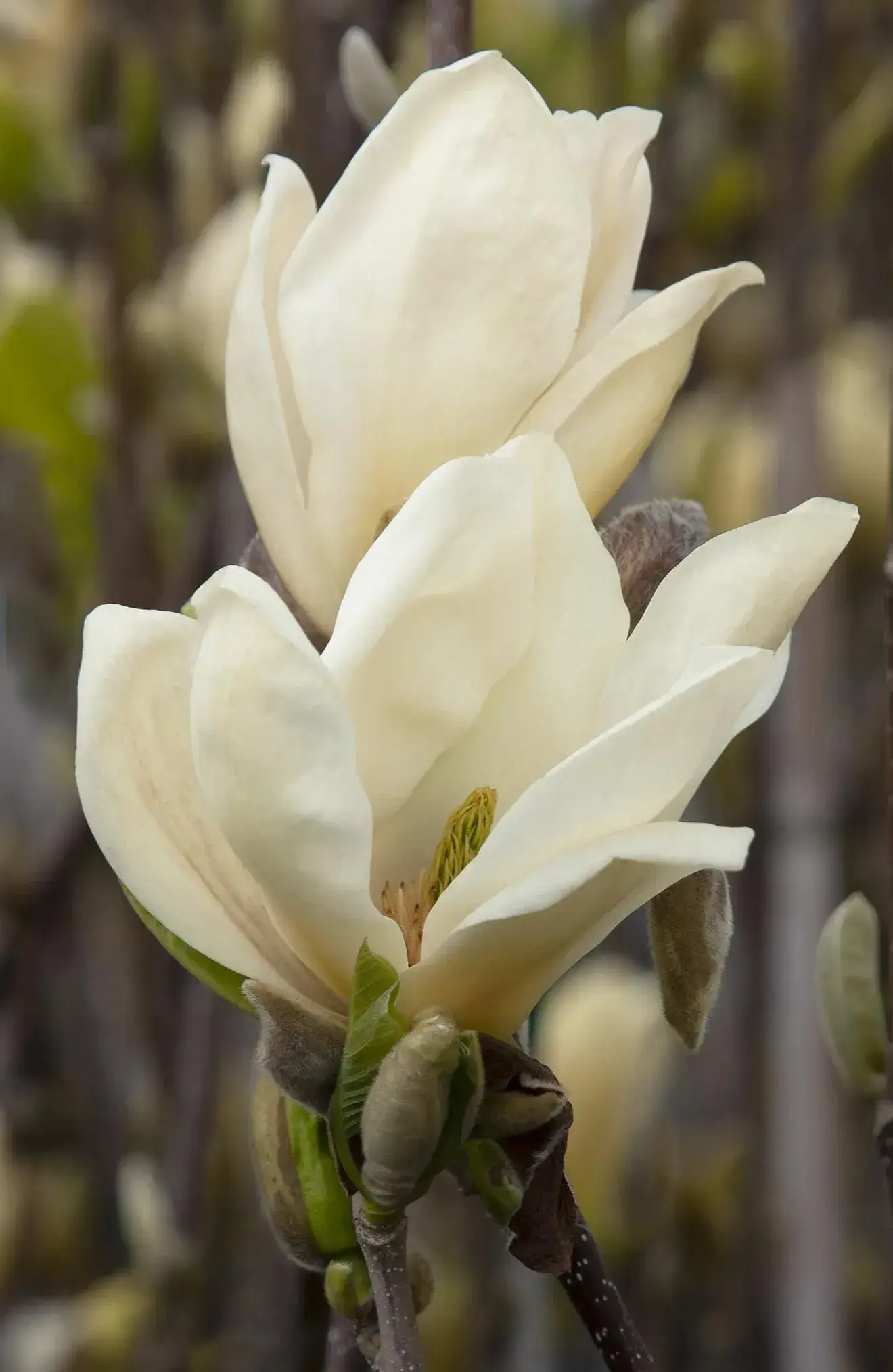 Magnolia 'Elizabeth