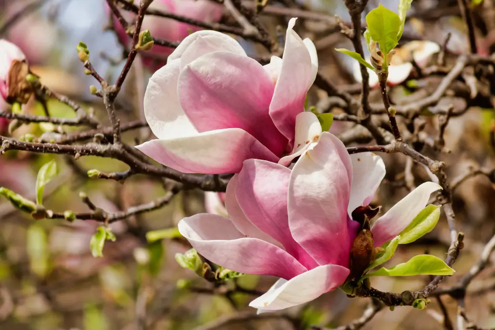 Magnolia Ann