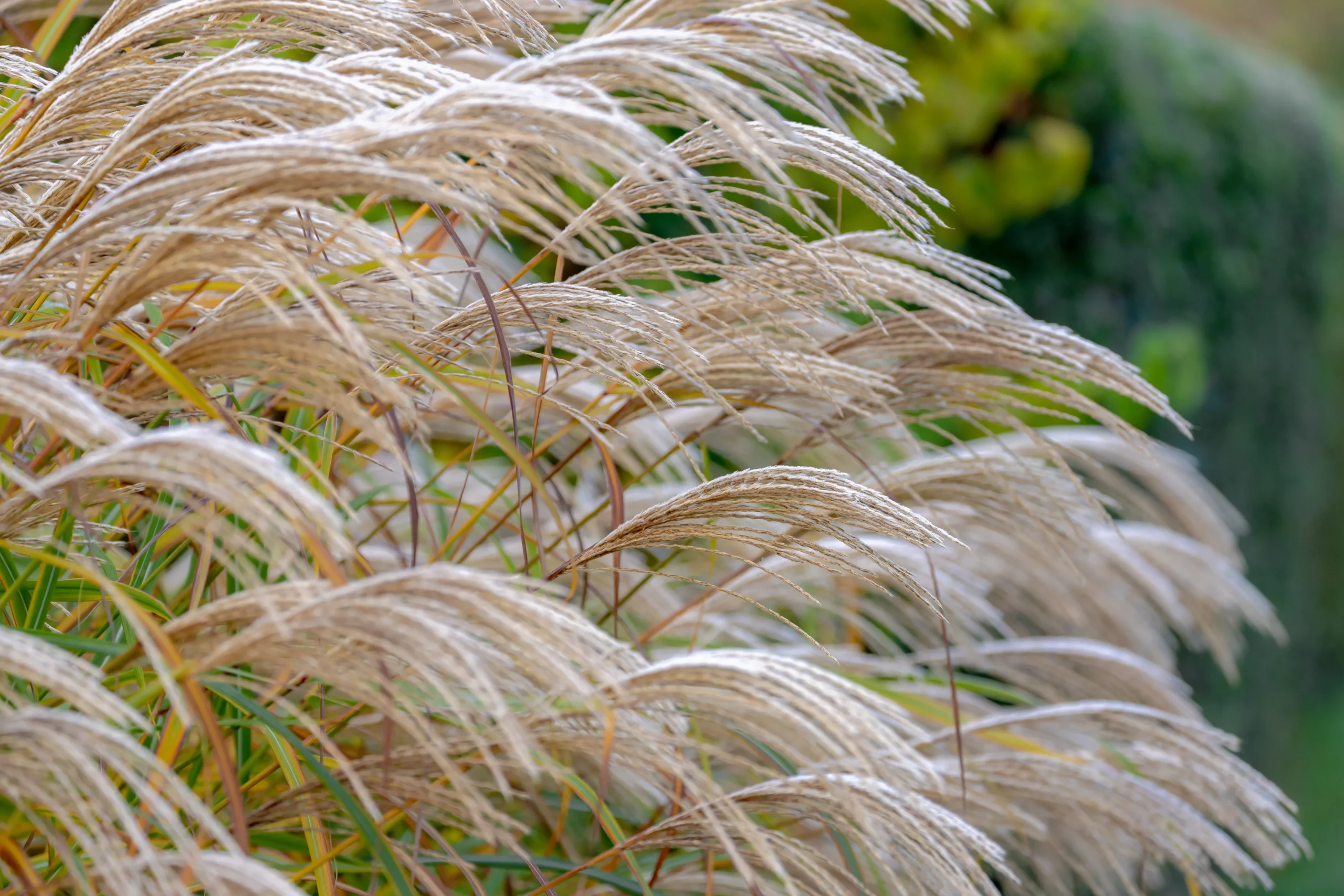 Karl Foerster Feather Reed Grass