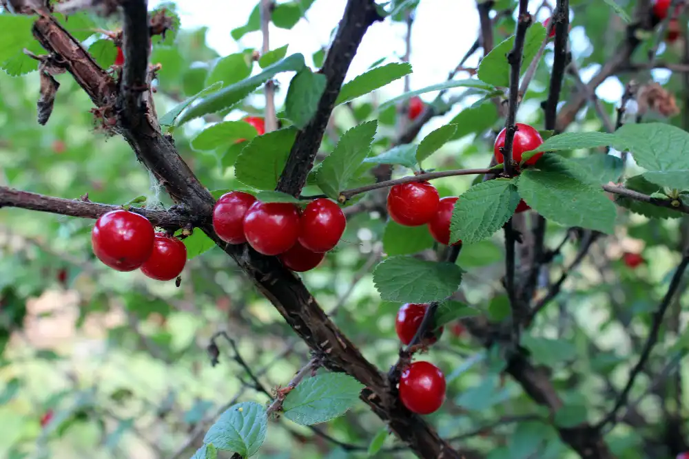 Nanking Cherry