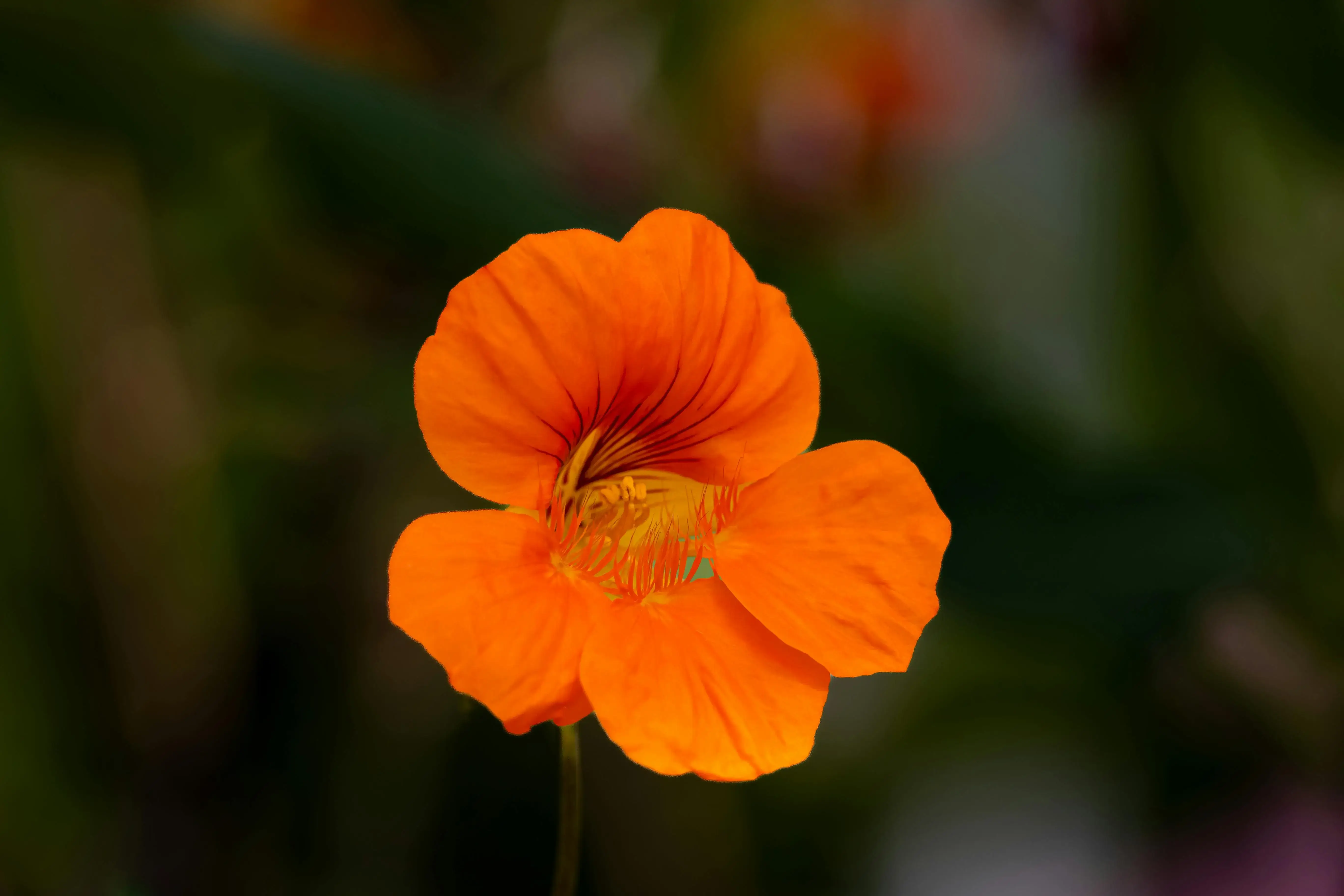 Nasturtium
