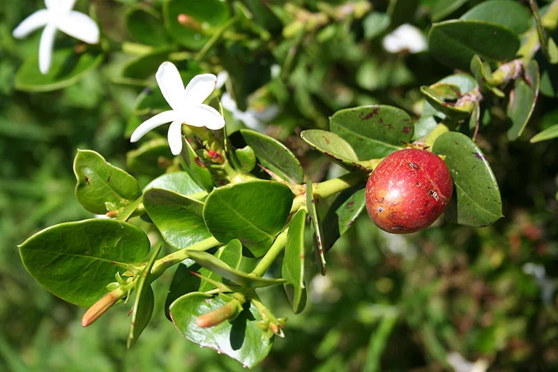 Natal Plum
