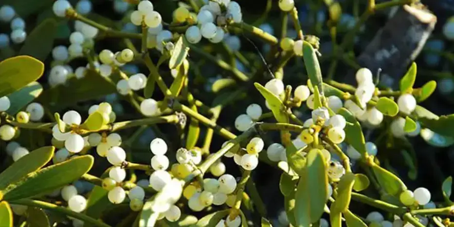 Oak Mistletoe
