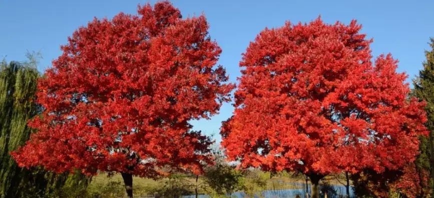 October Glory Maple