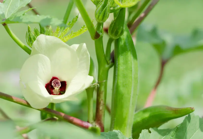 Okra