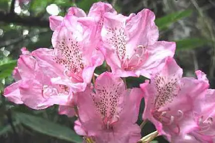 Pacific Rhododendron