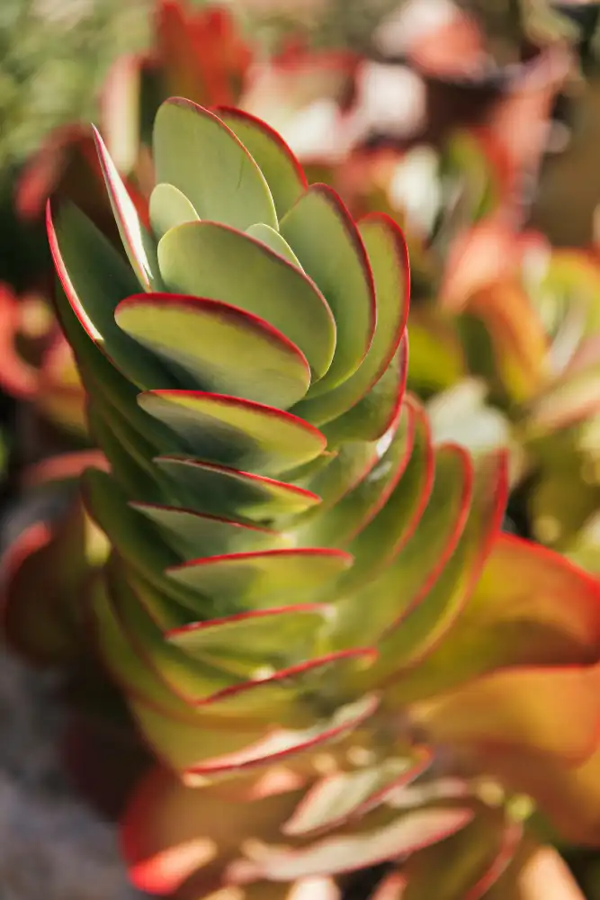 Paddle Plant
