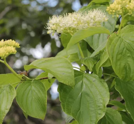 Pagoda Dogwood
