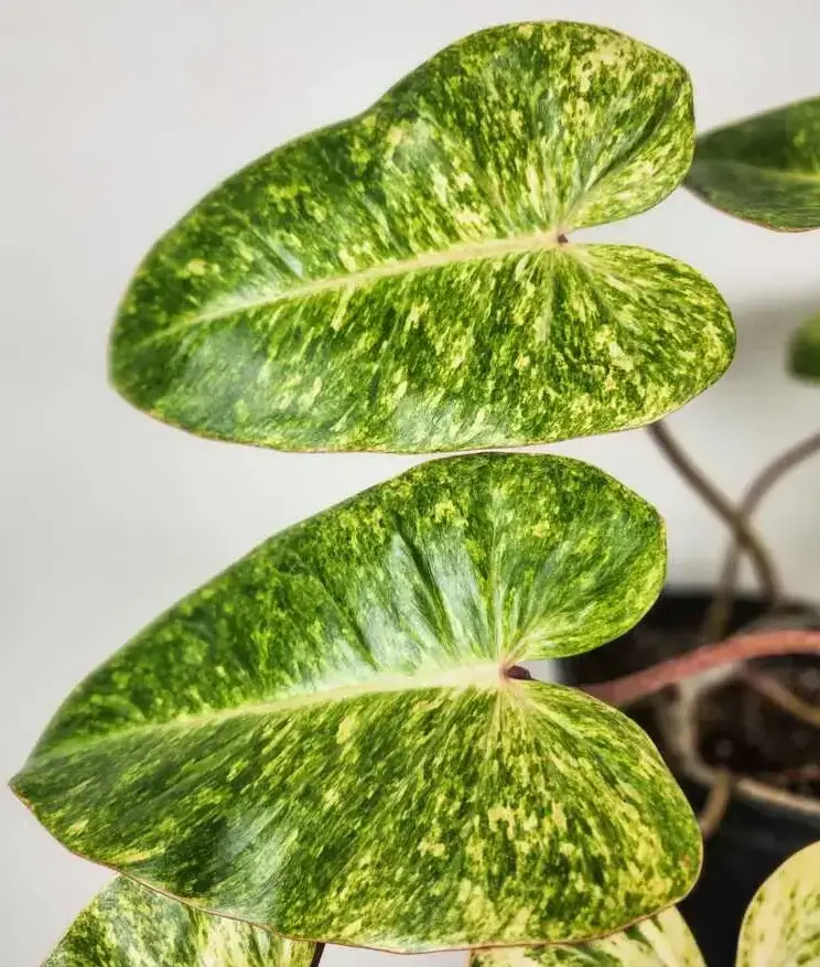 Painted Lady Philodendron