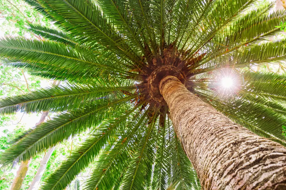Palm Tree