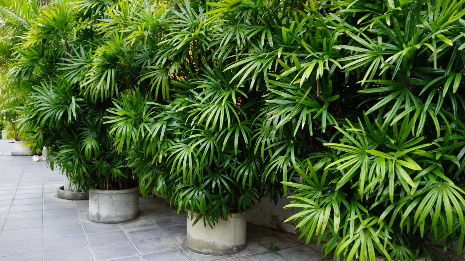 Lady Palm