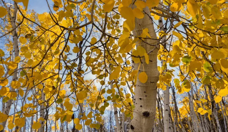 Quaking Aspen