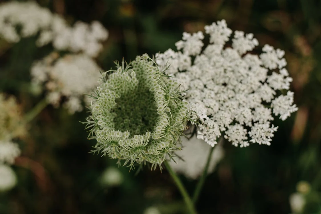 Queen Anne's Lace