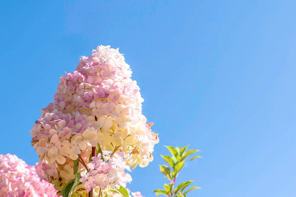 Quick Fire Hydrangea